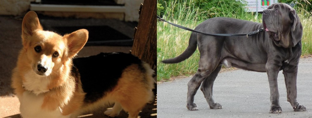 Neapolitan Mastiff vs Dorgi - Breed Comparison