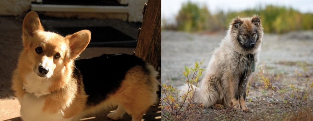 Nenets Herding Laika vs Dorgi - Breed Comparison