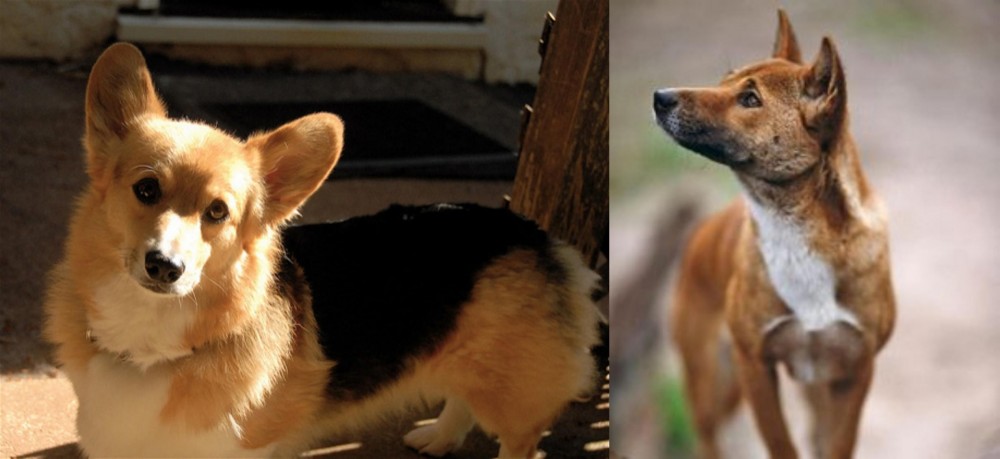 New Guinea Singing Dog vs Dorgi - Breed Comparison