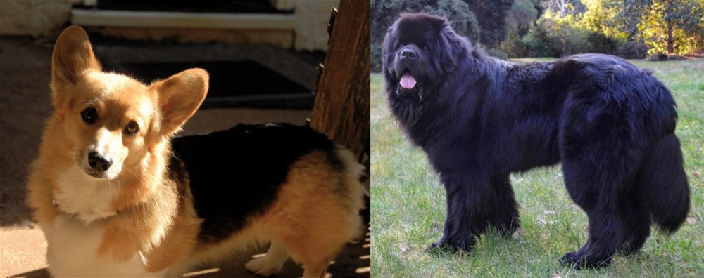 Newfoundland Dog vs Dorgi - Breed Comparison