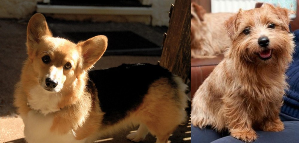 Norfolk Terrier vs Dorgi - Breed Comparison
