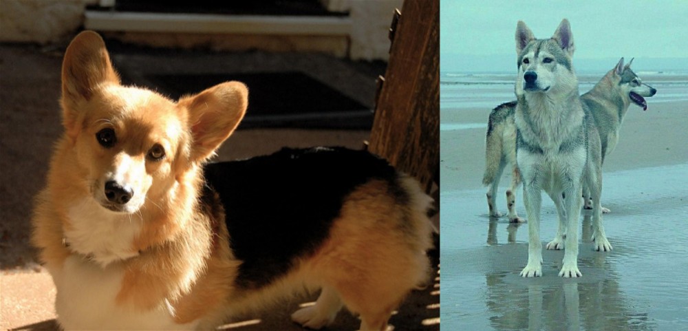 Northern Inuit Dog vs Dorgi - Breed Comparison