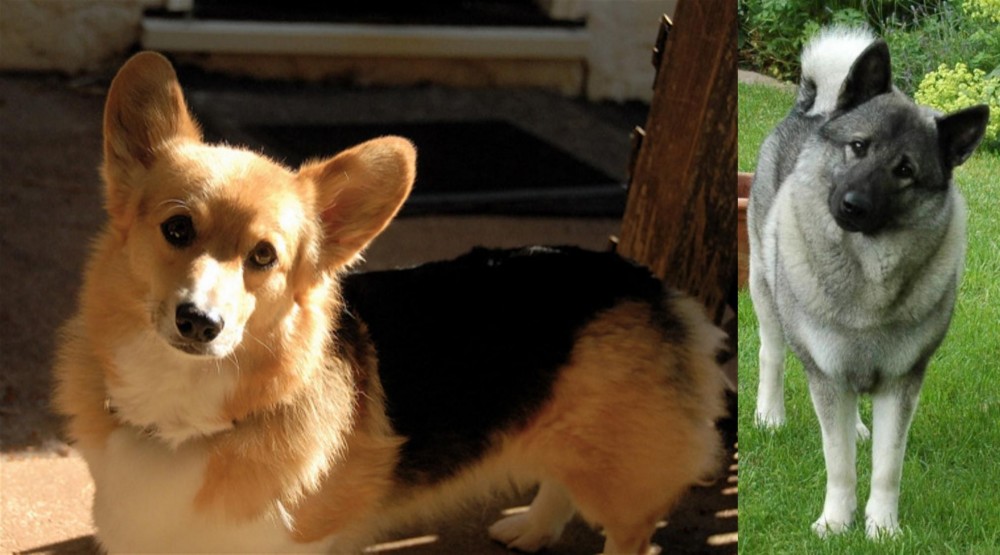 Norwegian Elkhound vs Dorgi - Breed Comparison