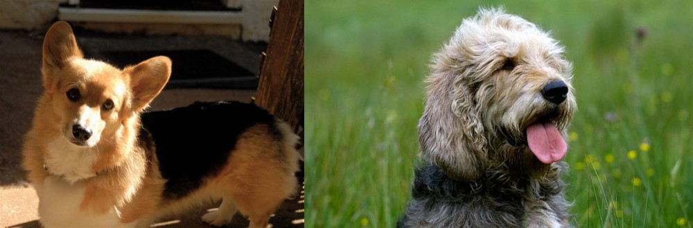 Otterhound vs Dorgi - Breed Comparison