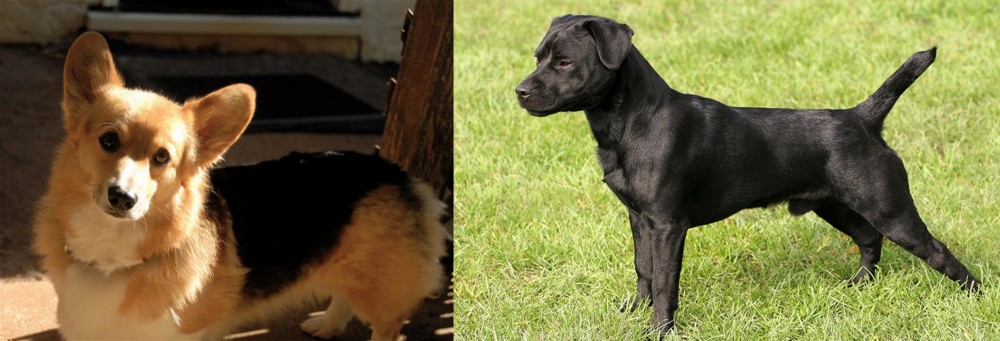 Patterdale Terrier vs Dorgi - Breed Comparison