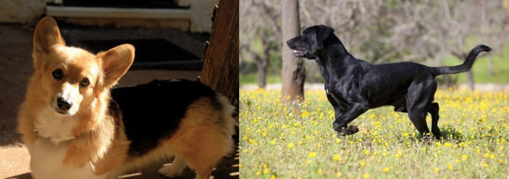 Perro de Pastor Mallorquin vs Dorgi - Breed Comparison