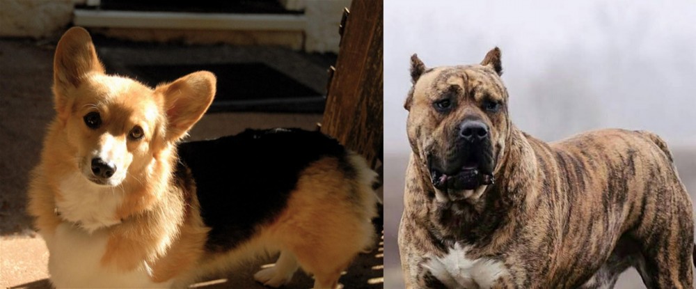 Perro de Presa Canario vs Dorgi - Breed Comparison