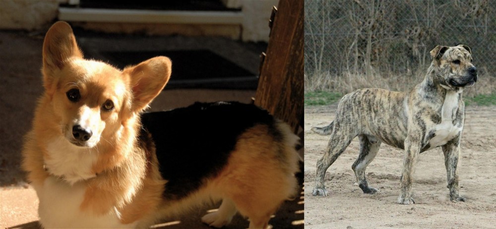 Perro de Presa Mallorquin vs Dorgi - Breed Comparison