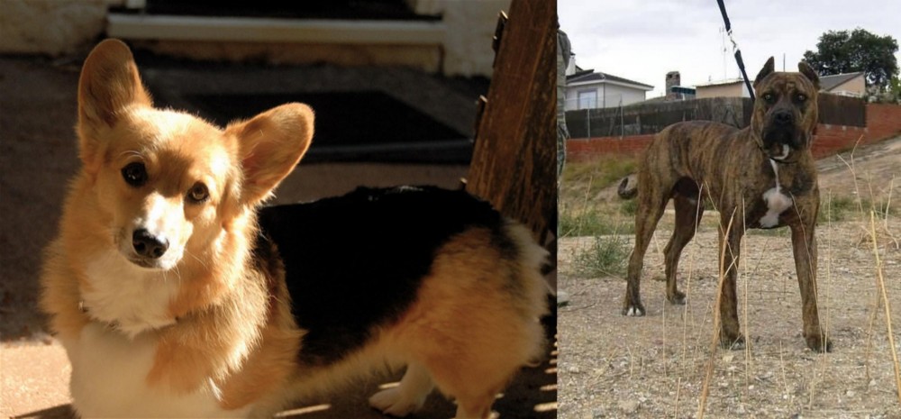 Perro de Toro vs Dorgi - Breed Comparison