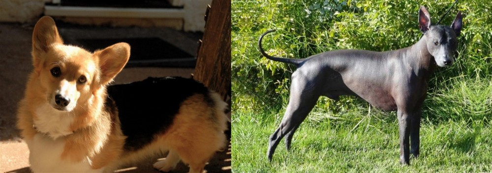 Peruvian Hairless vs Dorgi - Breed Comparison