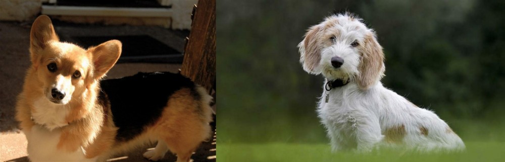 Petit Basset Griffon Vendeen vs Dorgi - Breed Comparison
