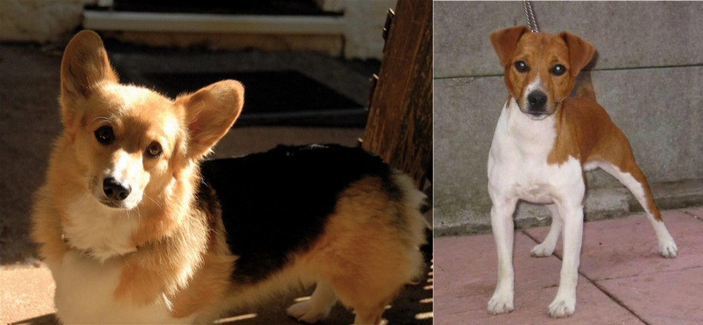 Plummer Terrier vs Dorgi - Breed Comparison