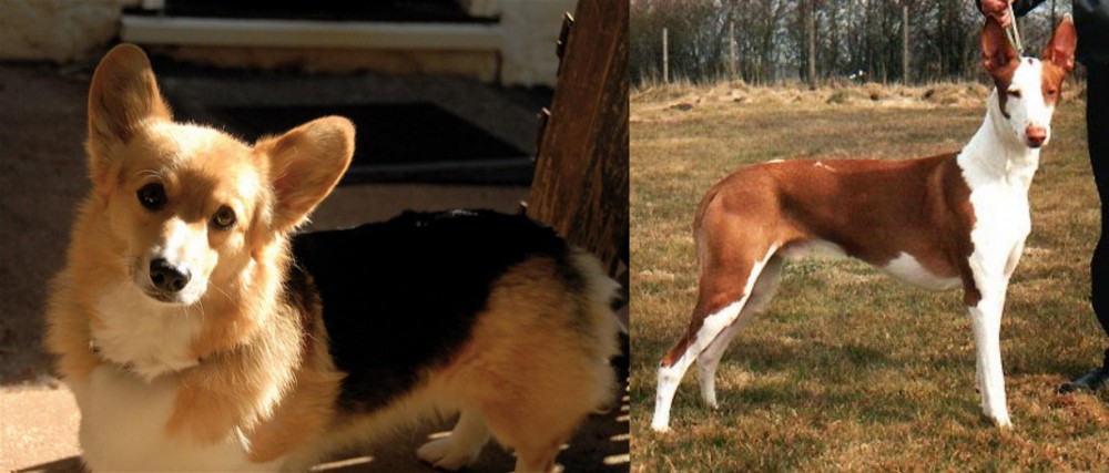 Podenco Canario vs Dorgi - Breed Comparison