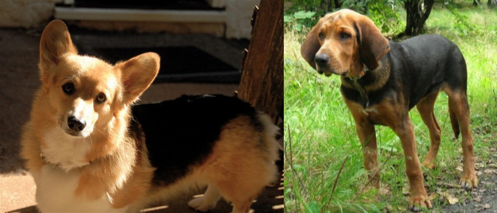 Polish Hound vs Dorgi - Breed Comparison