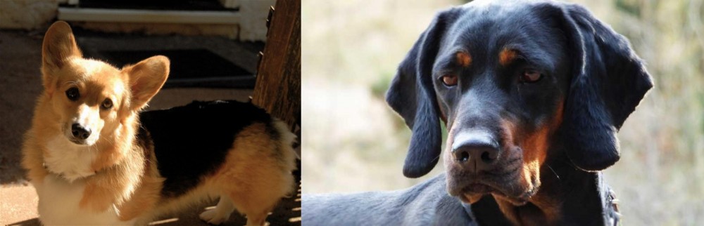 Polish Hunting Dog vs Dorgi - Breed Comparison
