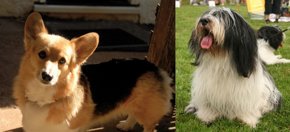 Polish Lowland Sheepdog vs Dorgi - Breed Comparison