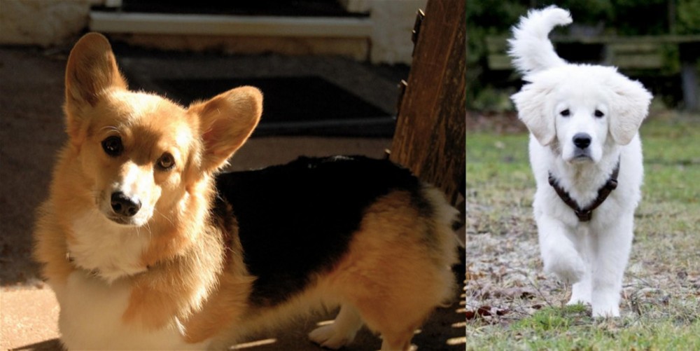 Polish Tatra Sheepdog vs Dorgi - Breed Comparison