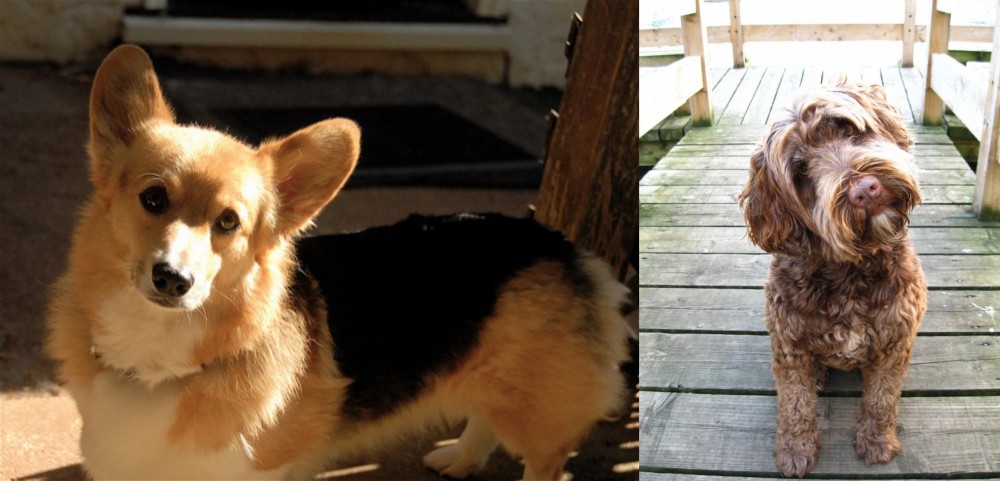 Portuguese Water Dog vs Dorgi - Breed Comparison