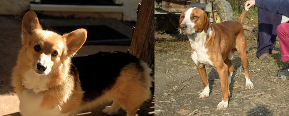 Posavac Hound vs Dorgi - Breed Comparison