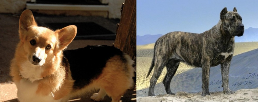Presa Canario vs Dorgi - Breed Comparison