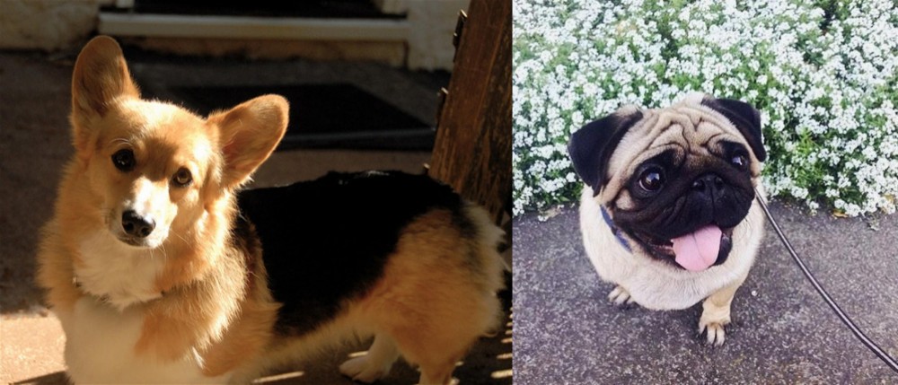 Pug vs Dorgi - Breed Comparison