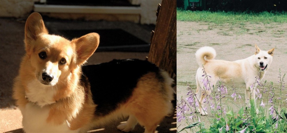 Pungsan Dog vs Dorgi - Breed Comparison