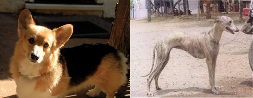 Rampur Greyhound vs Dorgi - Breed Comparison