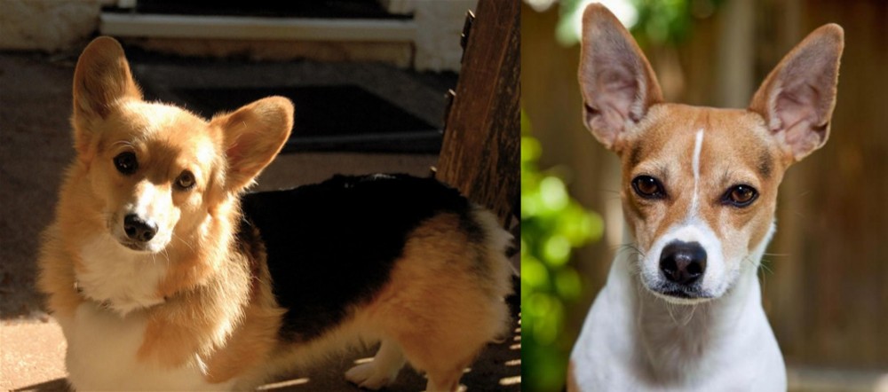Rat Terrier vs Dorgi - Breed Comparison