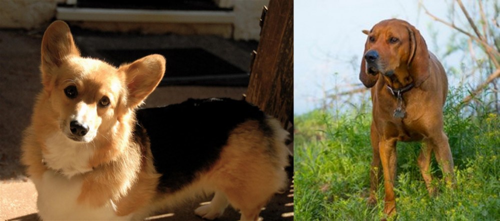 Redbone Coonhound vs Dorgi - Breed Comparison