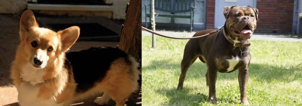Renascence Bulldogge vs Dorgi - Breed Comparison