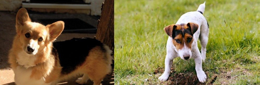 Russell Terrier vs Dorgi - Breed Comparison