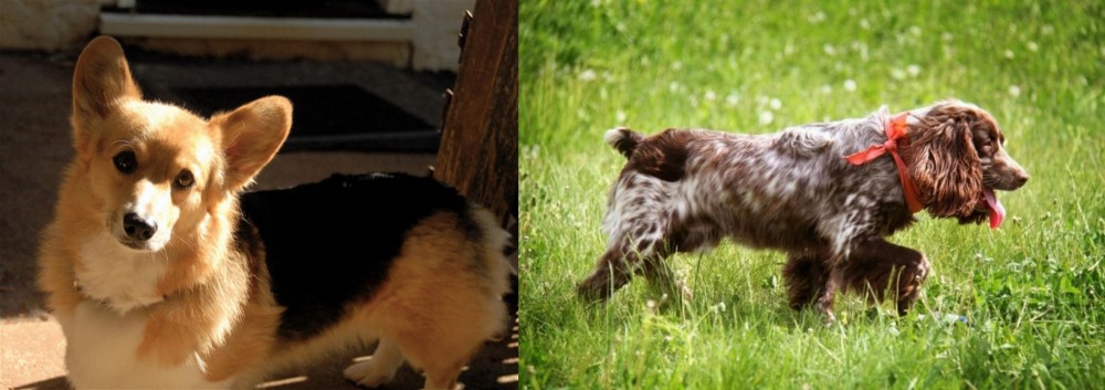 Russian Spaniel vs Dorgi - Breed Comparison