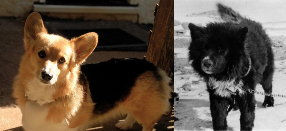 Sakhalin Husky vs Dorgi - Breed Comparison