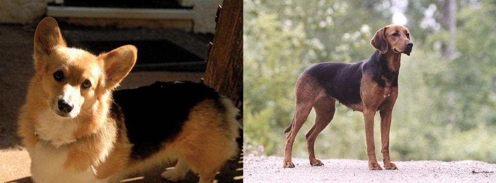 Schillerstovare vs Dorgi - Breed Comparison