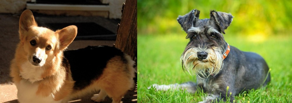 Schnauzer vs Dorgi - Breed Comparison