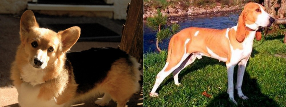 Schweizer Laufhund vs Dorgi - Breed Comparison