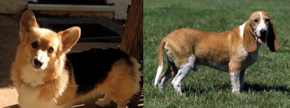 Schweizer Niederlaufhund vs Dorgi - Breed Comparison