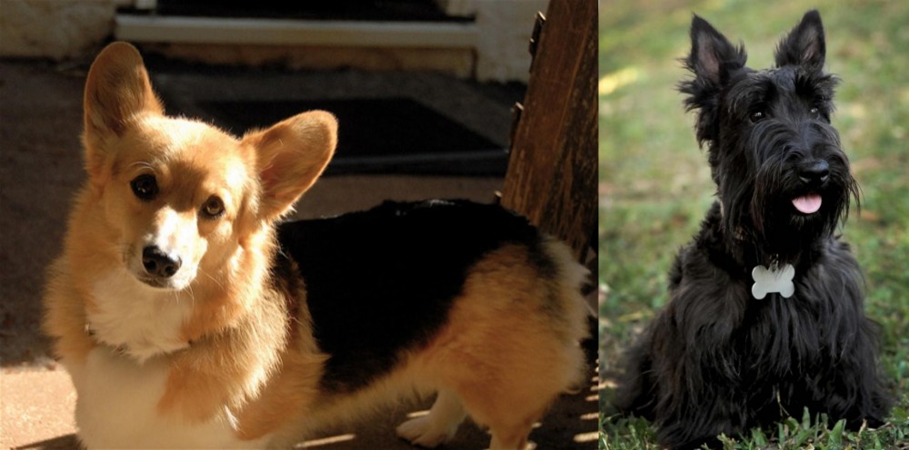Scoland Terrier vs Dorgi - Breed Comparison