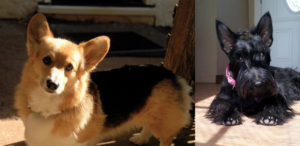 Scottish Terrier vs Dorgi - Breed Comparison