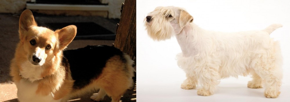 Sealyham Terrier vs Dorgi - Breed Comparison