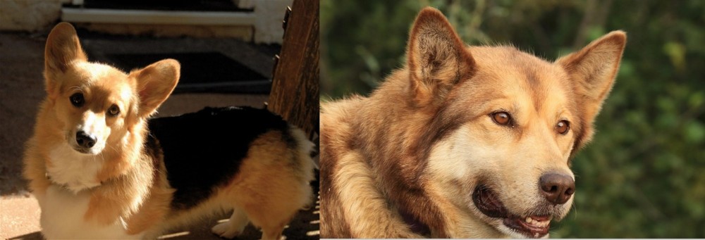 Seppala Siberian Sleddog vs Dorgi - Breed Comparison