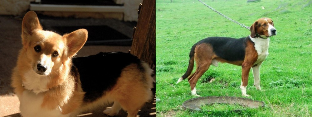 Serbian Tricolour Hound vs Dorgi - Breed Comparison