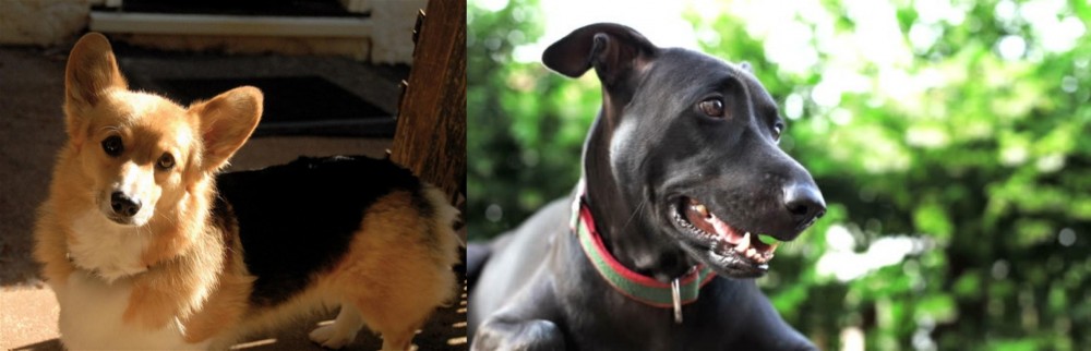 Shepard Labrador vs Dorgi - Breed Comparison