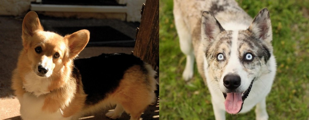 Shepherd Husky vs Dorgi - Breed Comparison