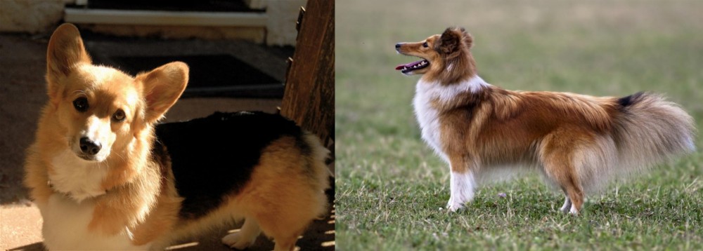 Shetland Sheepdog vs Dorgi - Breed Comparison