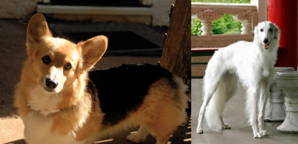 Silken Windhound vs Dorgi - Breed Comparison