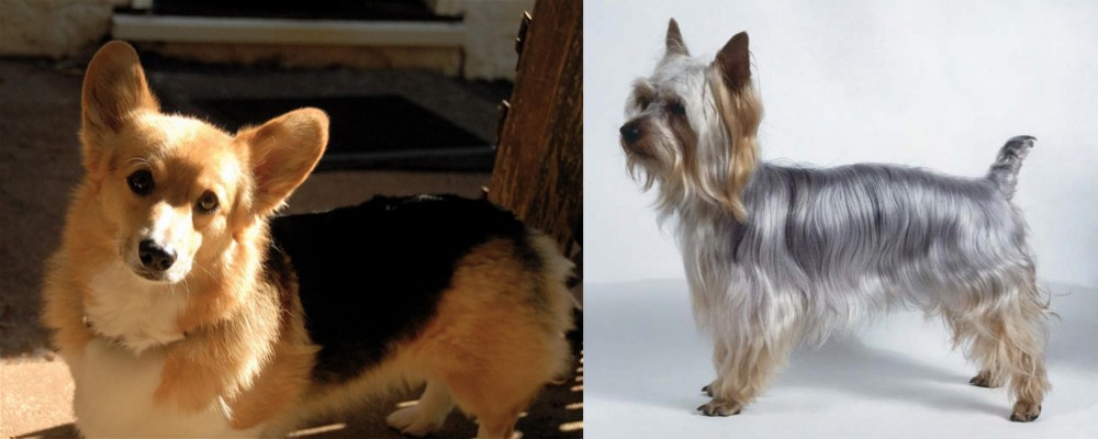 Silky Terrier vs Dorgi - Breed Comparison