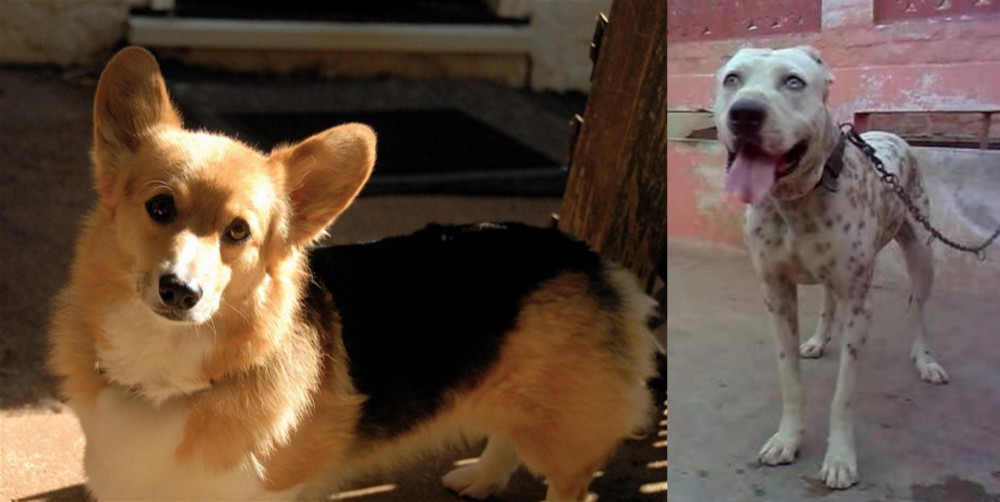 Sindh Mastiff vs Dorgi - Breed Comparison