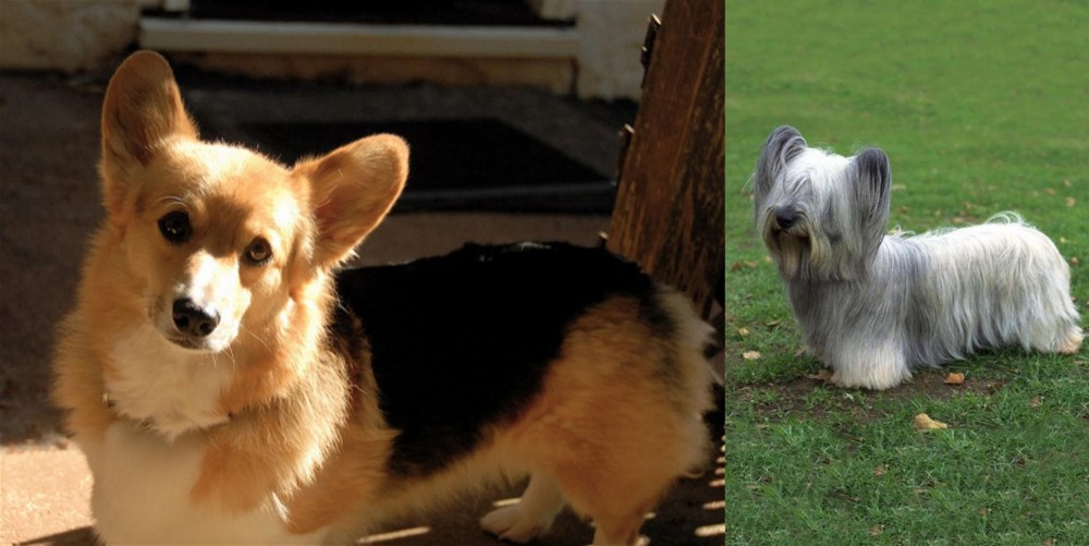 Skye Terrier vs Dorgi - Breed Comparison