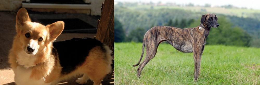 Sloughi vs Dorgi - Breed Comparison